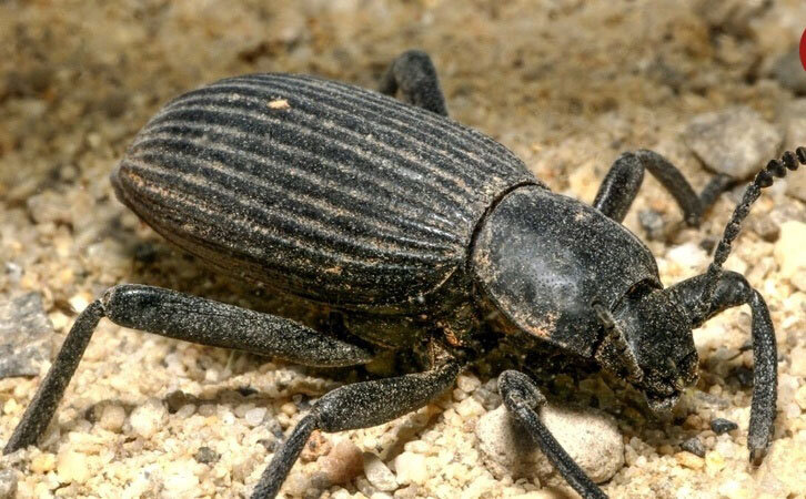 محکمترین پوستهها در حیات وحش متعلق به این حیوانات است | ببینید