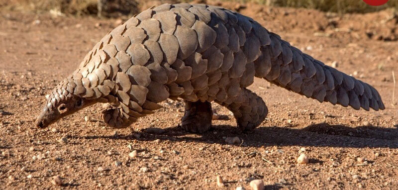 محکمترین پوستهها در حیات وحش متعلق به این حیوانات است | ببینید