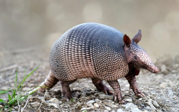 محکمترین پوستهها در حیات وحش متعلق به این حیوانات است | ببینید