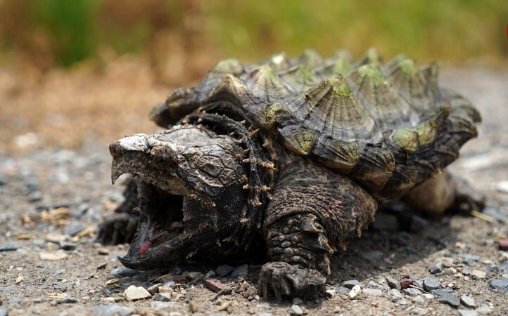 محکمترین پوستهها در حیات وحش متعلق به این حیوانات است | ببینید