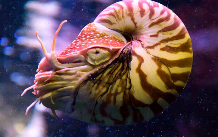 محکمترین پوستهها در حیات وحش متعلق به این حیوانات است | ببینید