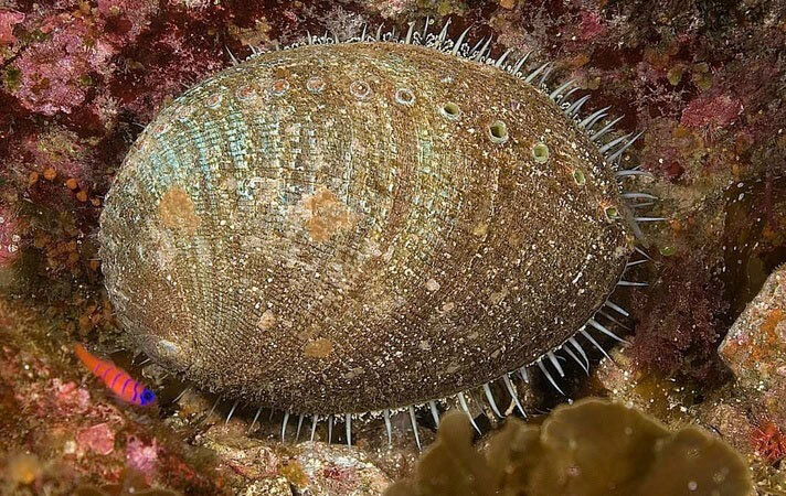 محکمترین پوستهها در حیات وحش متعلق به این حیوانات است | ببینید