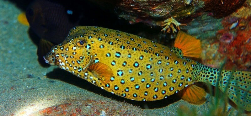 محکمترین پوستهها در حیات وحش متعلق به این حیوانات است | ببینید