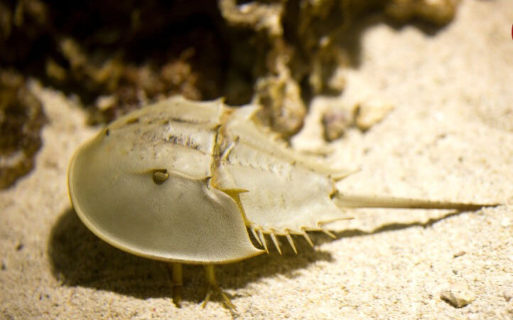 محکمترین پوستهها در حیات وحش متعلق به این حیوانات است | ببینید