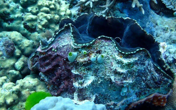 محکمترین پوستهها در حیات وحش متعلق به این حیوانات است | ببینید