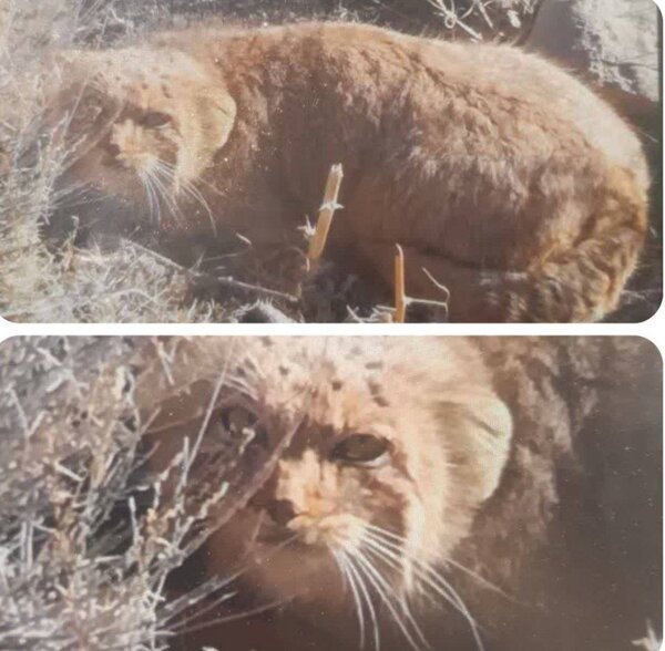 مشاهده گربه رازآلود و کمیاب در خراسان + عکس