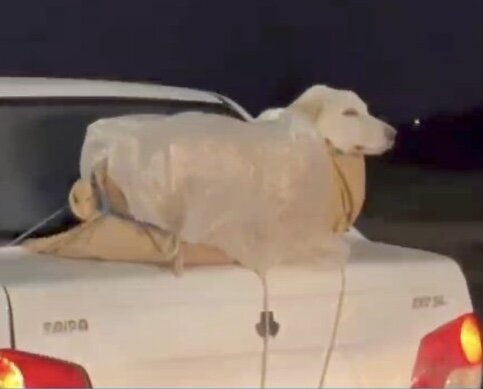 حمل عجیب و آزاردهنده یک سگ در جاده لاهیجان به رشت + فیلم و عکس