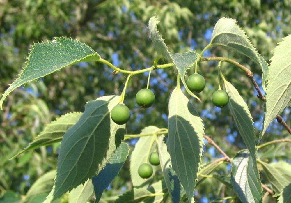 خواص گیاه تاک خدا چیست؟