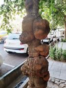 بدون درخت هرگز!