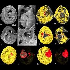 نیم میلیارد سال قدمت این جنینهای فسیل شده است | عکس