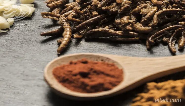 آیا حشره ادویه خطرناک است؟ ؛ راه های پیشگیری و مقابله با این آفت آشپزخانه