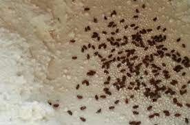 آیا حشره ادویه خطرناک است؟ ؛ راه های پیشگیری و مقابله با این آفت آشپزخانه