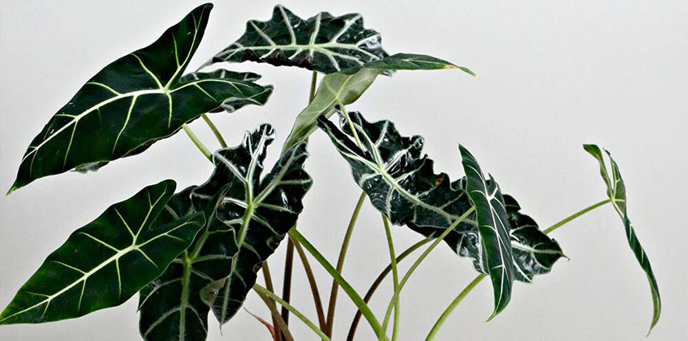 گیاه آلوکازیا؛ نمادی از سرزندگی، رشد و پیوند آپارتمان با طبیعت