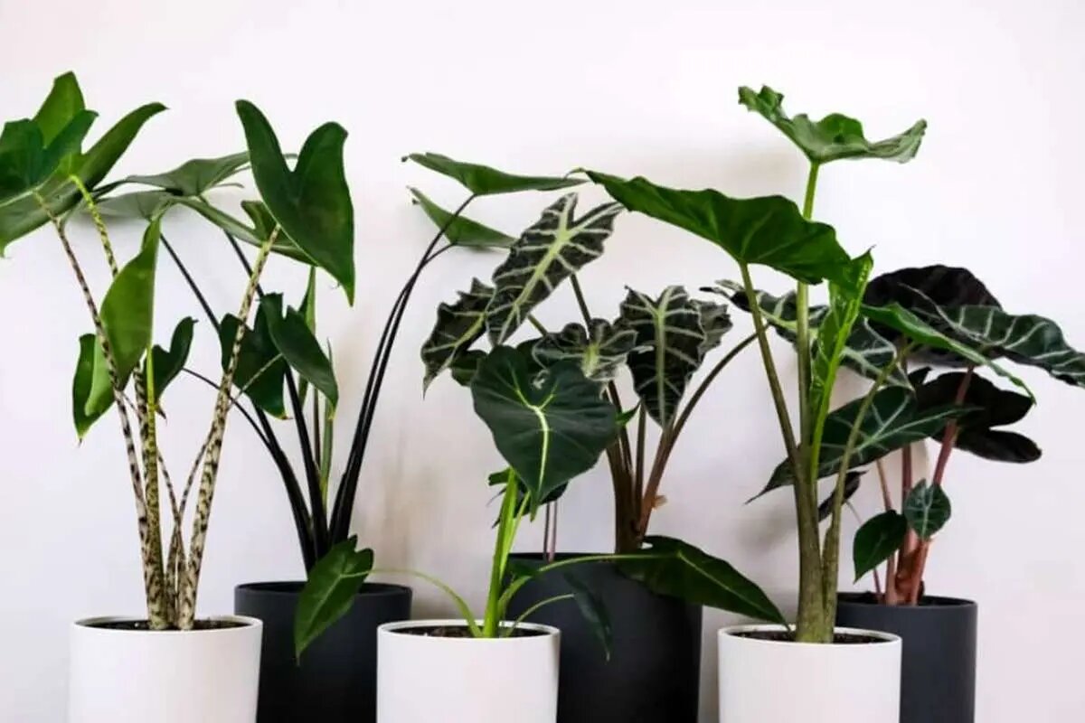 گیاه آلوکازیا؛ نمادی از سرزندگی، رشد و پیوند آپارتمان با طبیعت