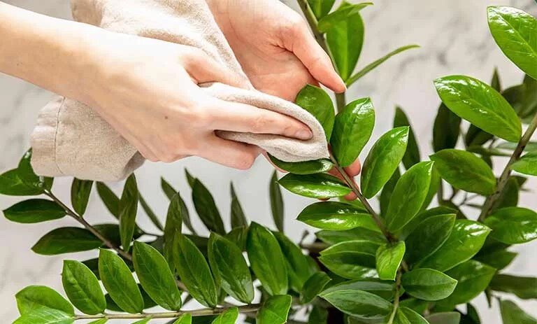 روشهای تمیز کردن برگ گیاهان خانگی