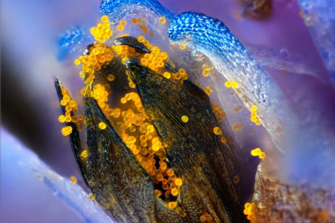 تصاویری شگفت انگیز از یک گل آفریقایی