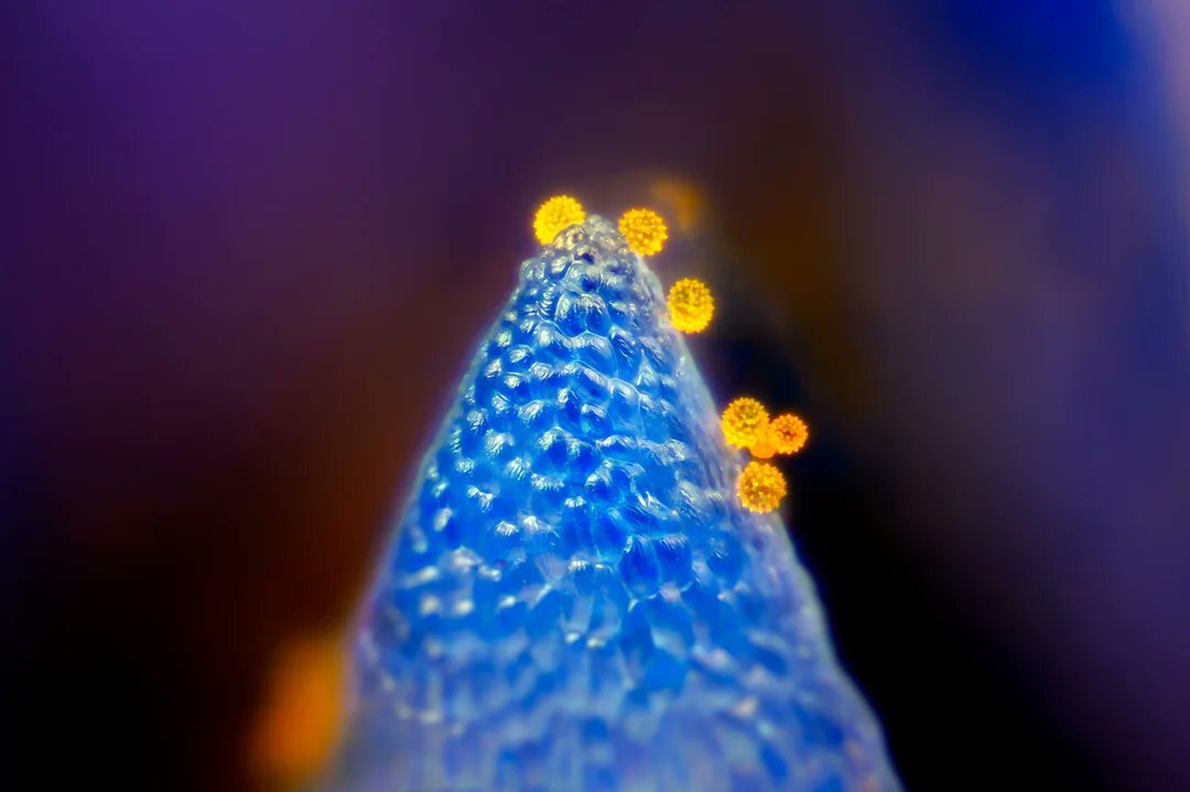 تصاویری شگفت انگیز از یک گل آفریقایی