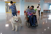 سگ‌های دستیار به کمک کودکان اتیسم می‌آیند