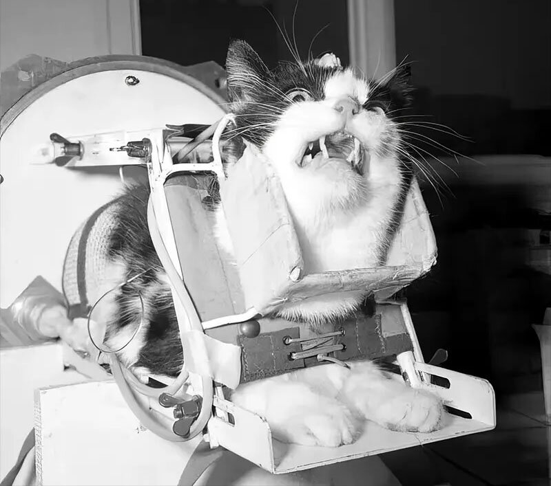 فلیست؛ نخستین گربه فضانورد جهان | عکس