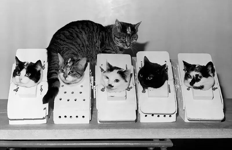 فلیست؛ نخستین گربه فضانورد جهان | عکس