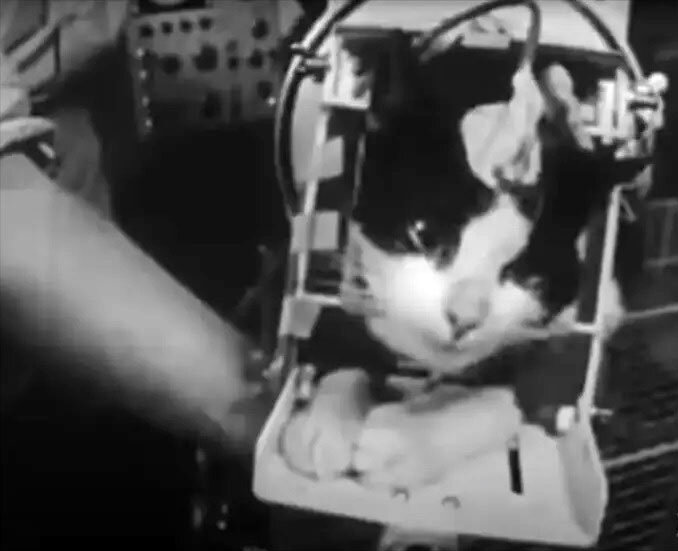 فلیست؛ نخستین گربه فضانورد جهان | عکس