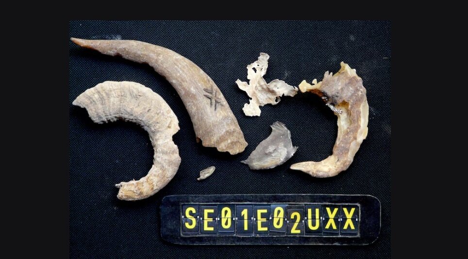 ماجرای همای سعادت و پاپوش ۶۵۰ ساله | عکس