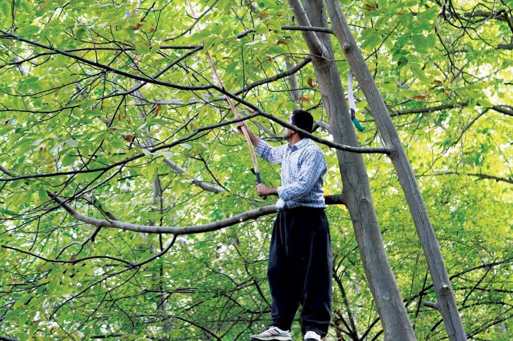 برداشت گردو