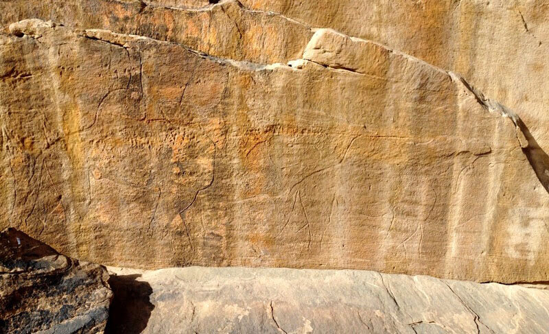 کشف شترهای ۱۲ هزار ساله در بیابان! | عکس