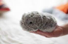 مافلین؛ ربات پشمالو با ۴ میلیون شخصیت متفاوت | ویدئو