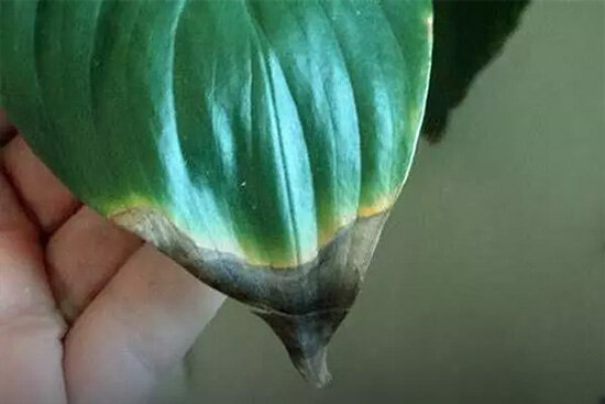 سیاه شدن نوک برگ گیاهان آپارتمانی چه علتی دارد؟ + راهحلها