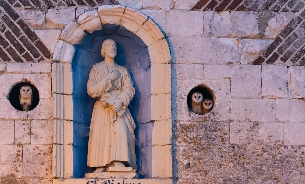 روایت تصویری از زندگی پرندگان در یکی از بزرگترین رقابتهای عکاسی جهان