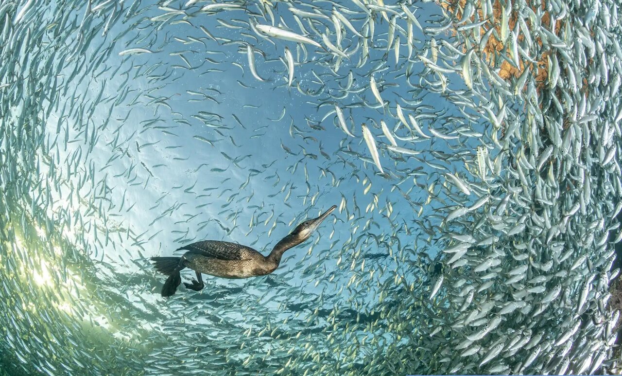 روایت تصویری از زندگی پرندگان در یکی از بزرگترین رقابتهای عکاسی جهان