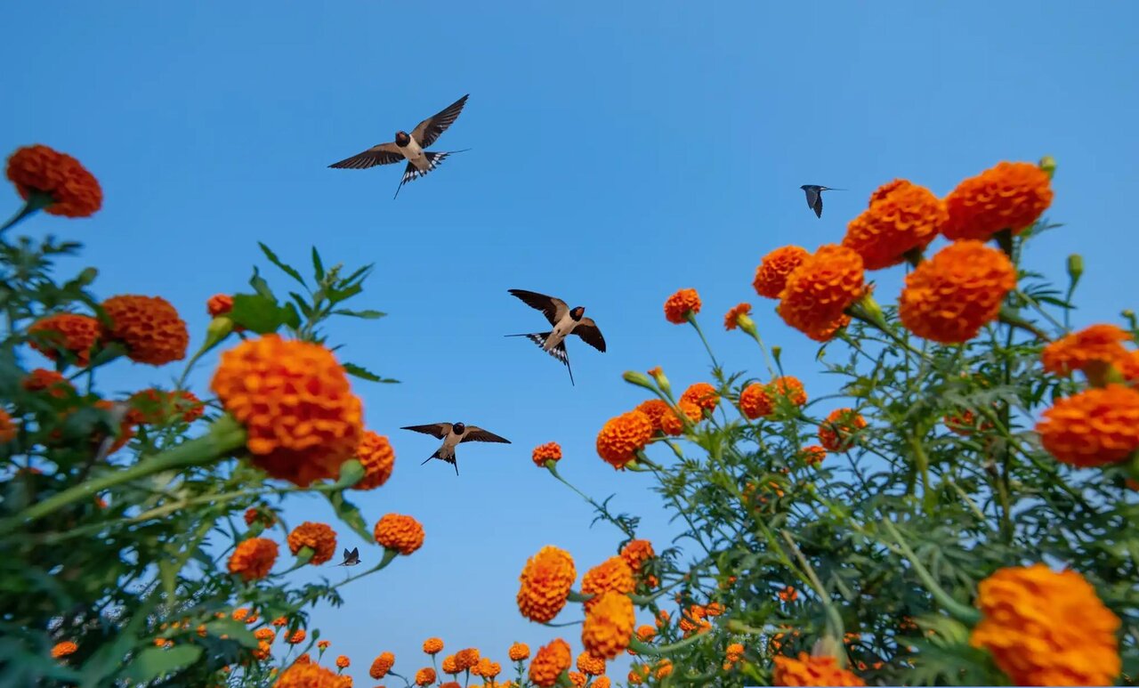 روایت تصویری از زندگی پرندگان در یکی از بزرگترین رقابتهای عکاسی جهان