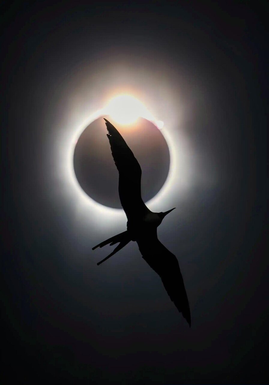 روایت تصویری از زندگی پرندگان در یکی از بزرگترین رقابتهای عکاسی جهان