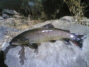 غوغای خال قرمزها در هراز | چطور جمعیت «خال قرمز» در هراز پایدار شد؟