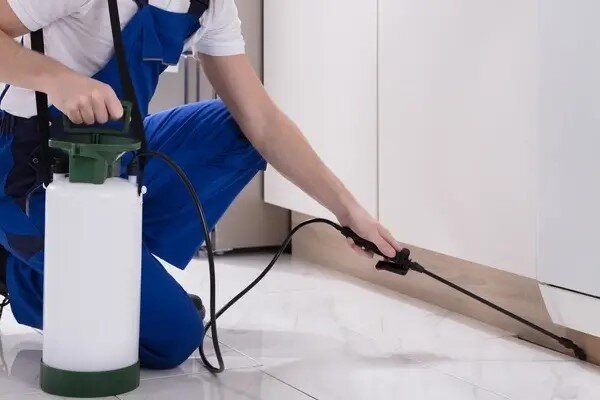 روشهای از بین بردن موریانه در خانه