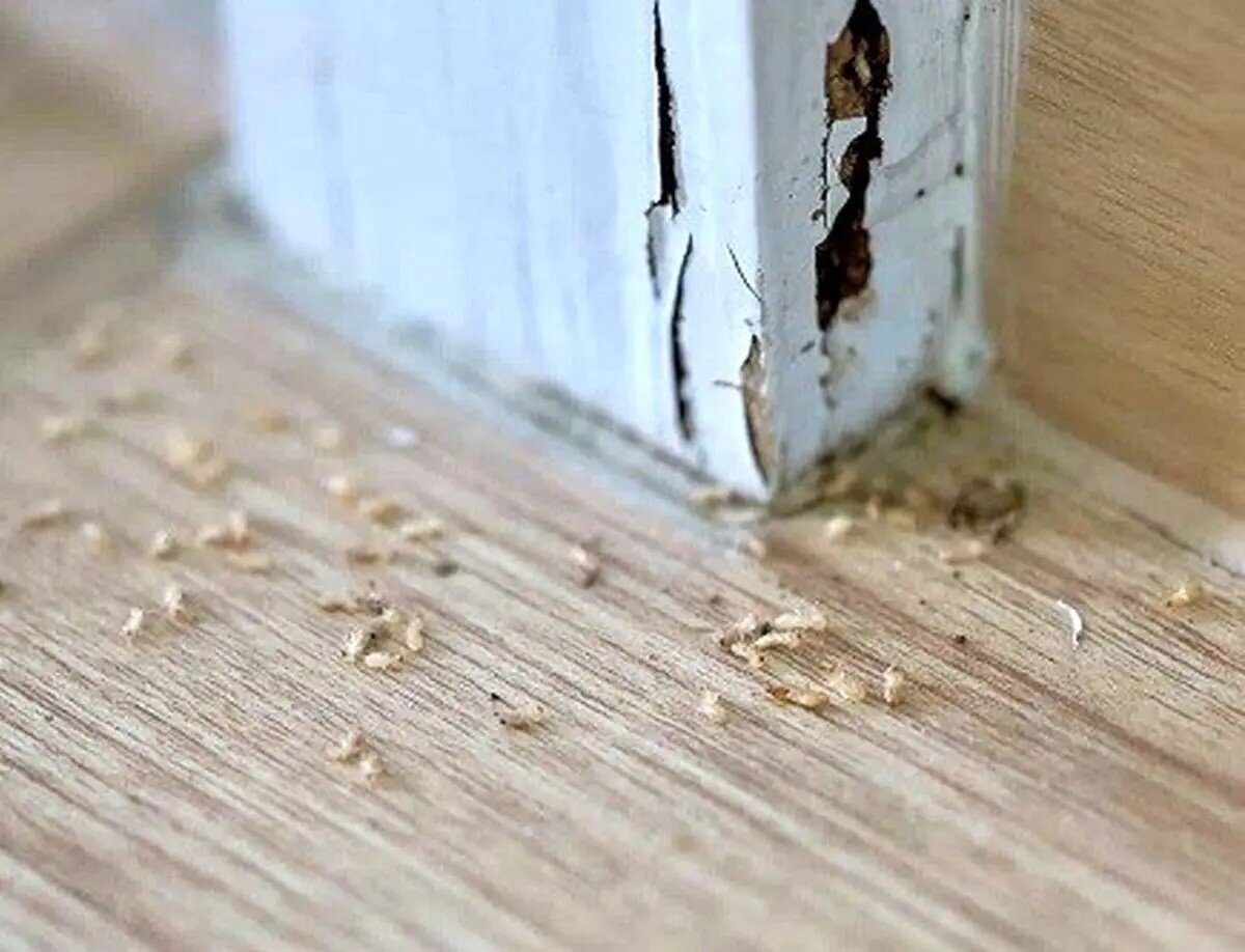 روشهای از بین بردن موریانه در خانه