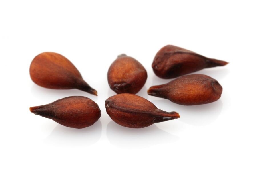 طرز تهیه دمنوش بهدانه و فواید آن برای سرفه و سرماخوردگی