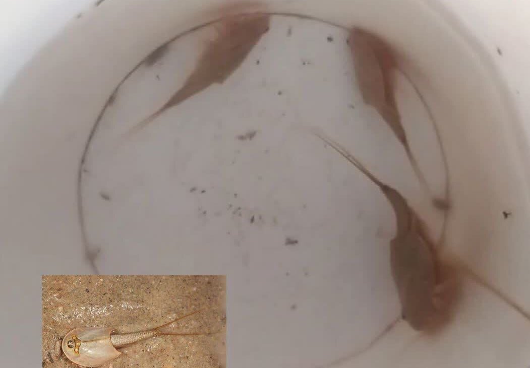 کشف «میگوی سر وزغی»؛ فسیل زنده ۲۰۰ میلیون ساله در اردستان