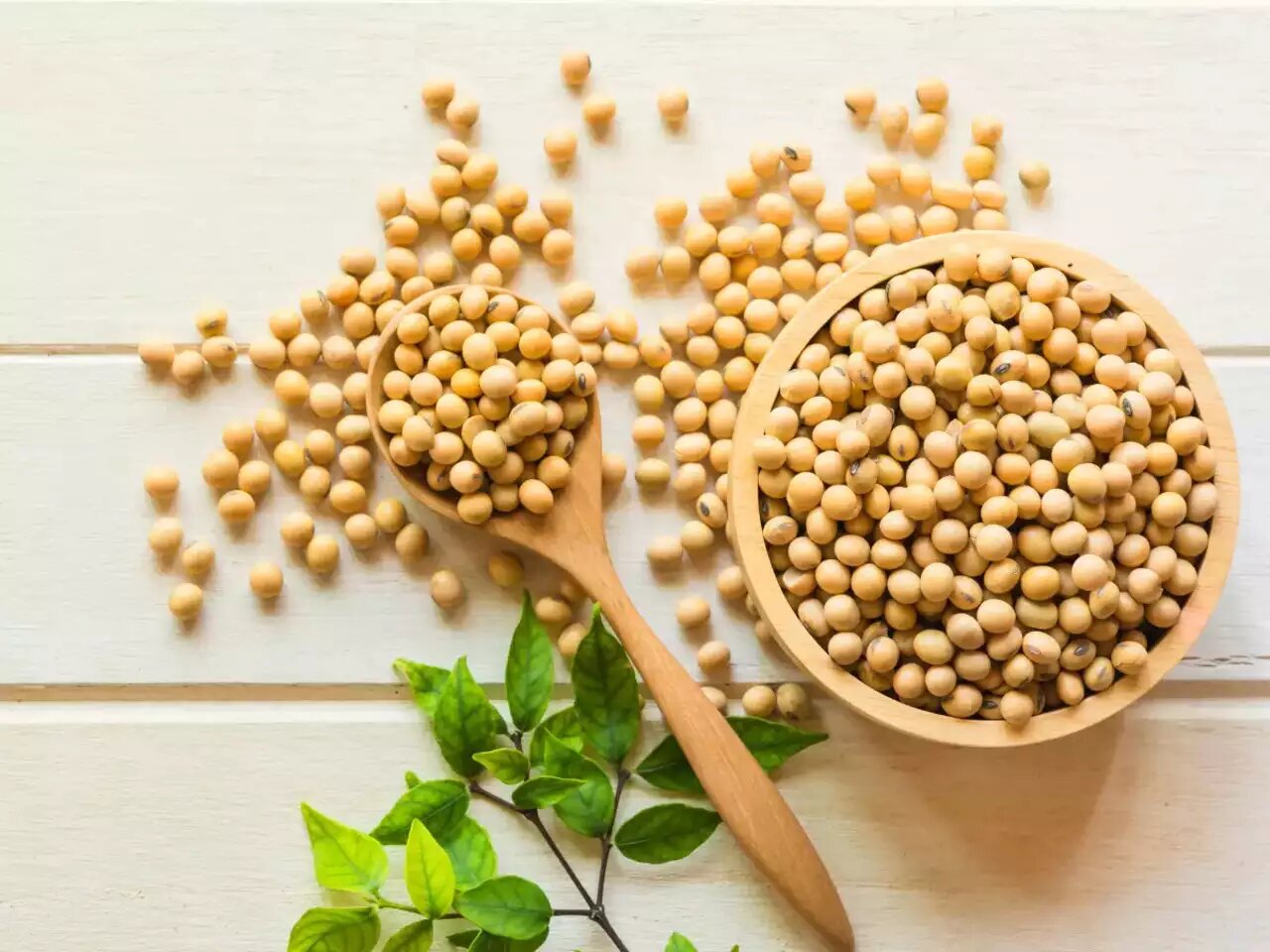 سویا؛ جایگزین ارزان گوشت ۲ میلیونی یا خطری پنهان برای بدن؟ | سویا بخوریم یا نه؟