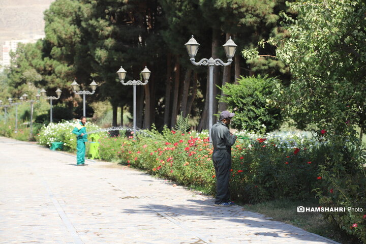 درخت