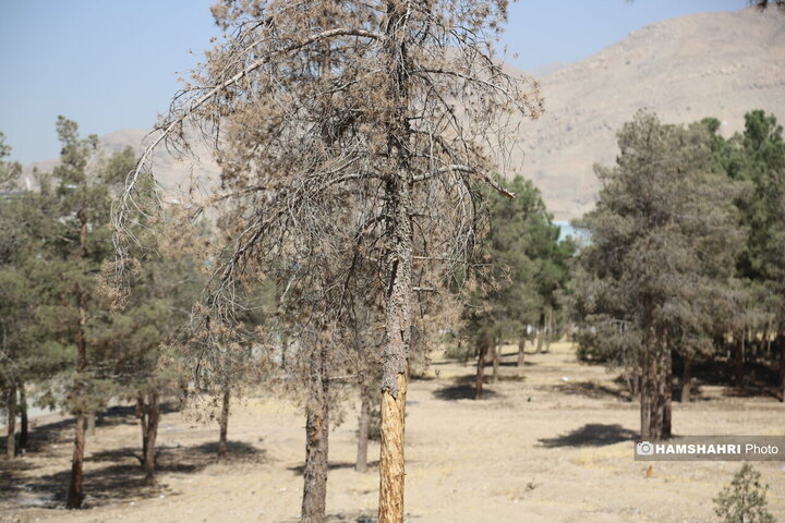 درخت