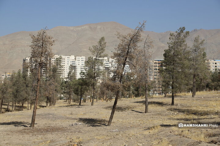 درخت