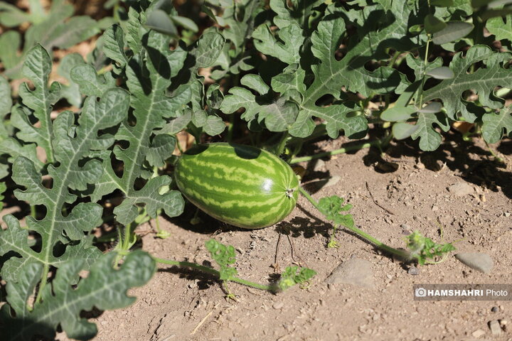 درخت