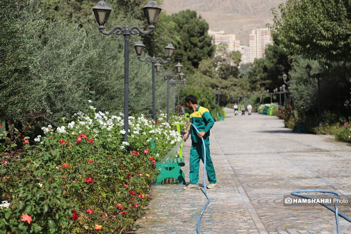 درخت