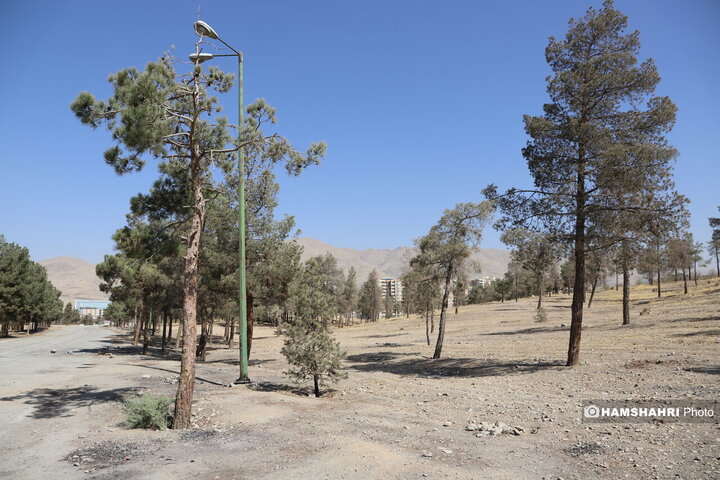 درخت