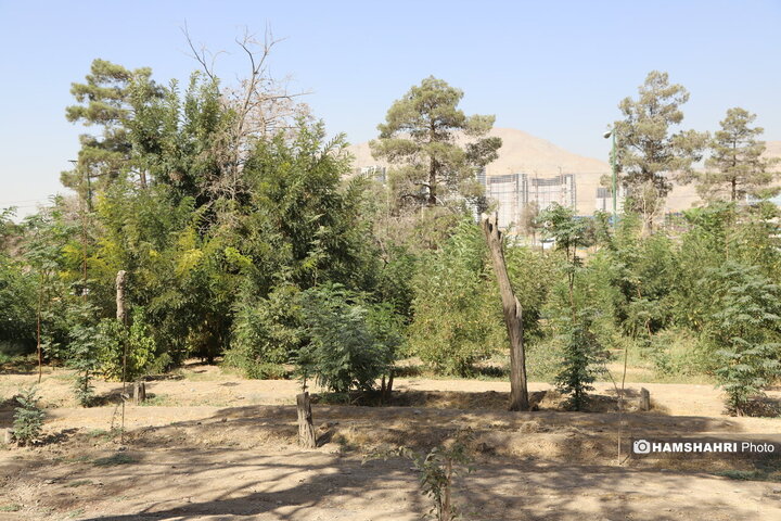 درخت