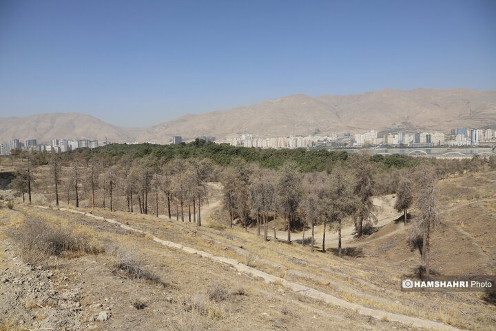 درخت
