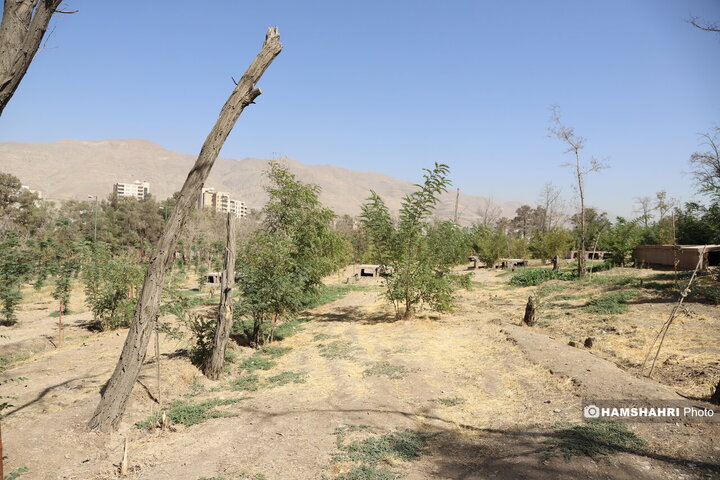 درخت