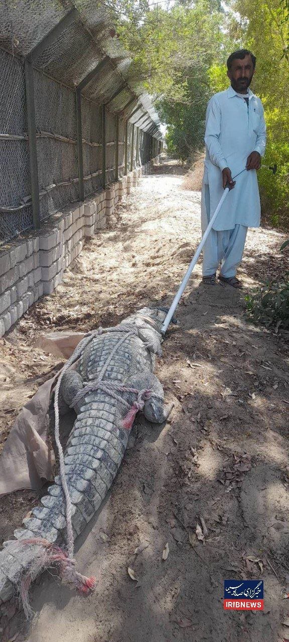 لحظه زندهگیری تمساح عظیمالجثه و سرگردان در یک روستای ایران  + عکس